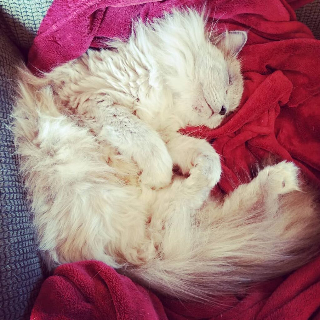 One big pile of floof!