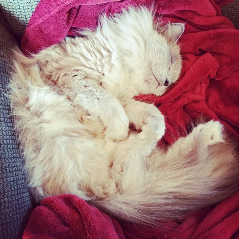 One big pile of floof!