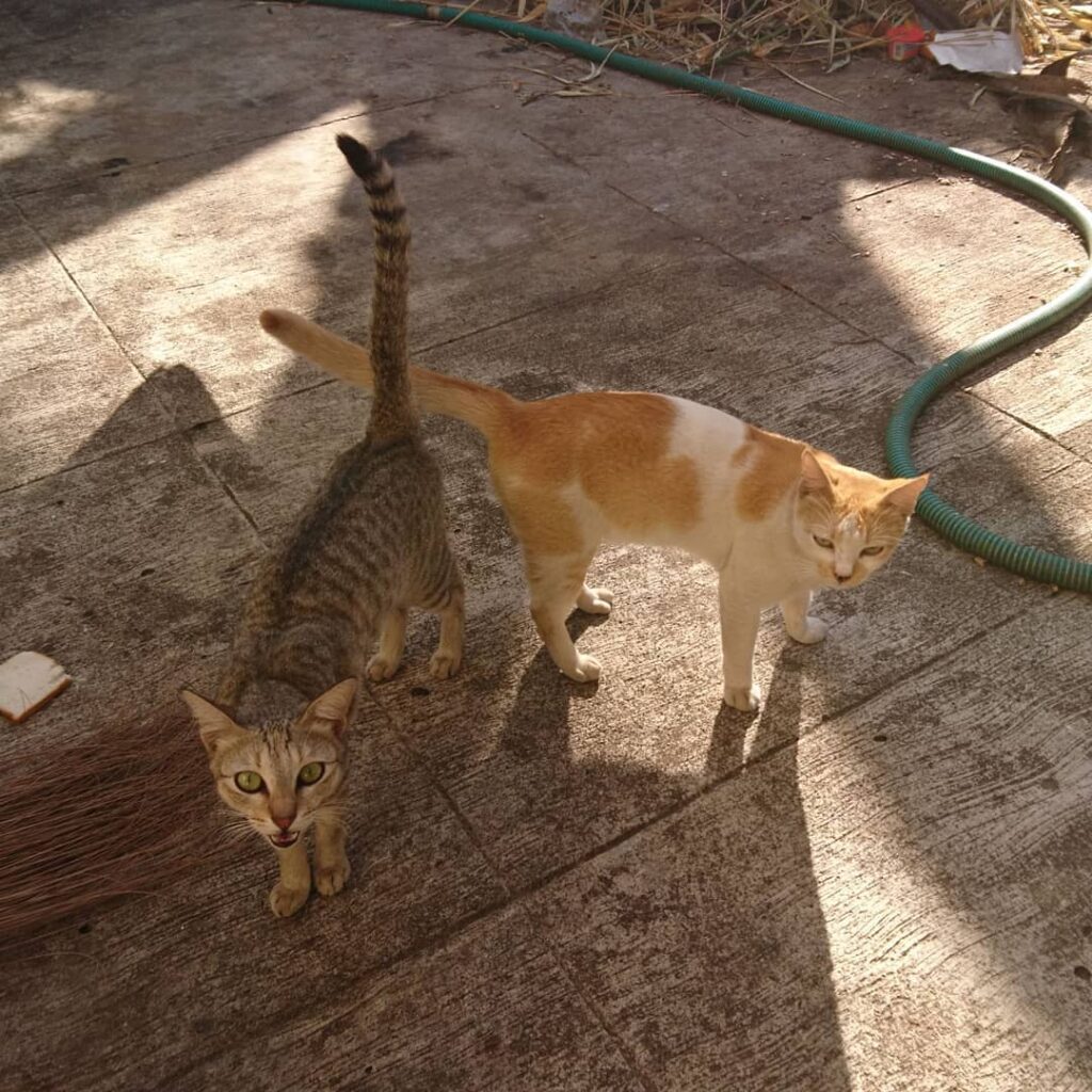 Pawtners in crime!