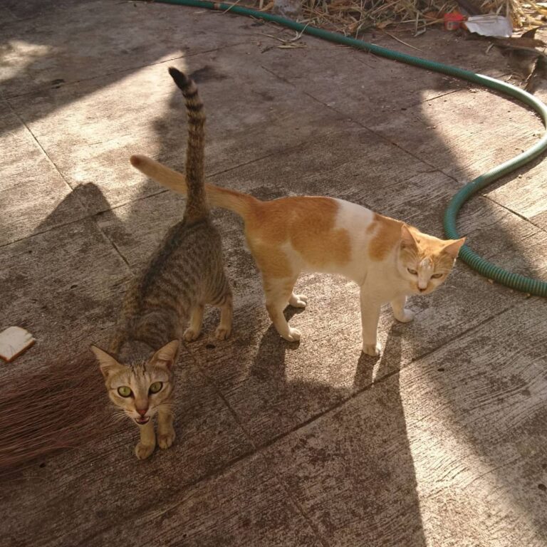 Pawtners in crime!