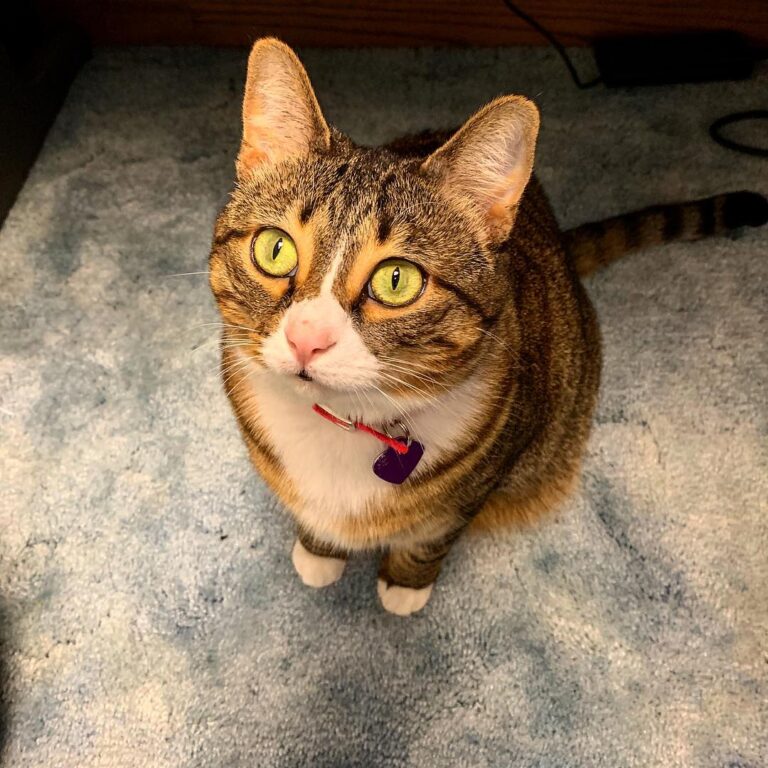 Pay attention to me hooman! Stop your studying and feed me and pet me
