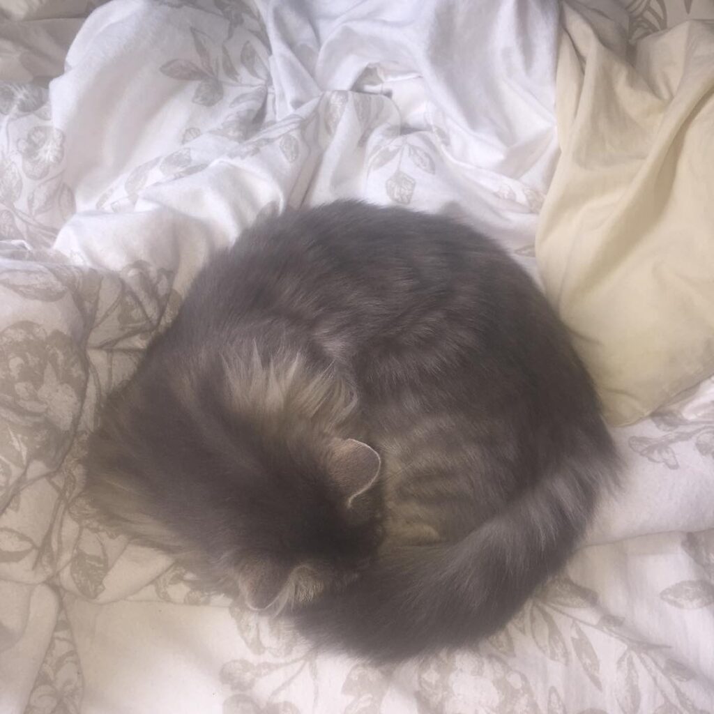 Princess of the bed