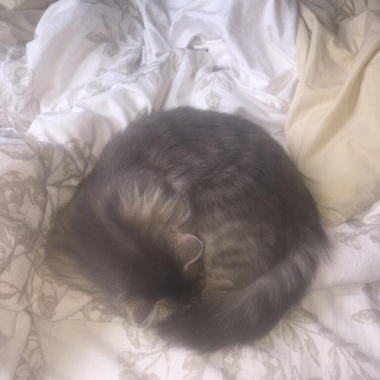 Princess of the bed