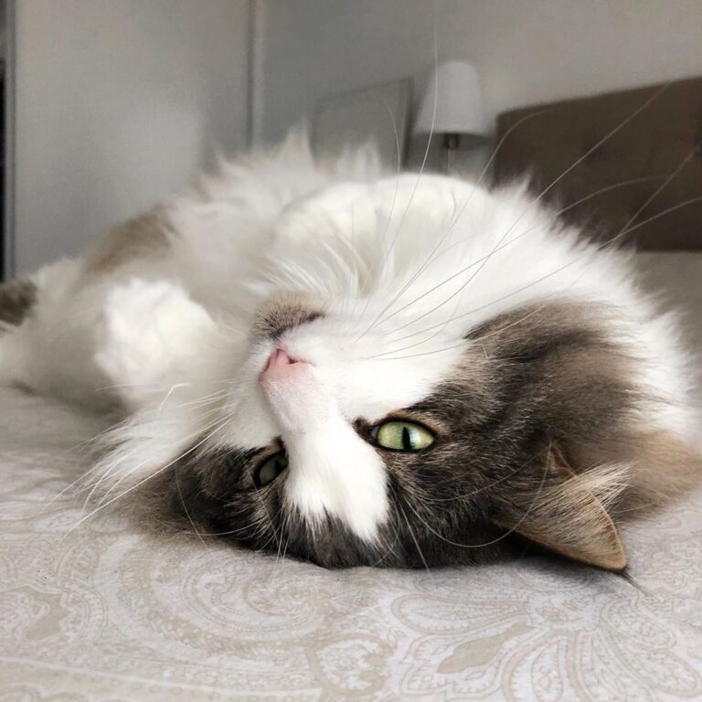 Quand le lit est tout fait, c’est encore mieux pour se prélasser !