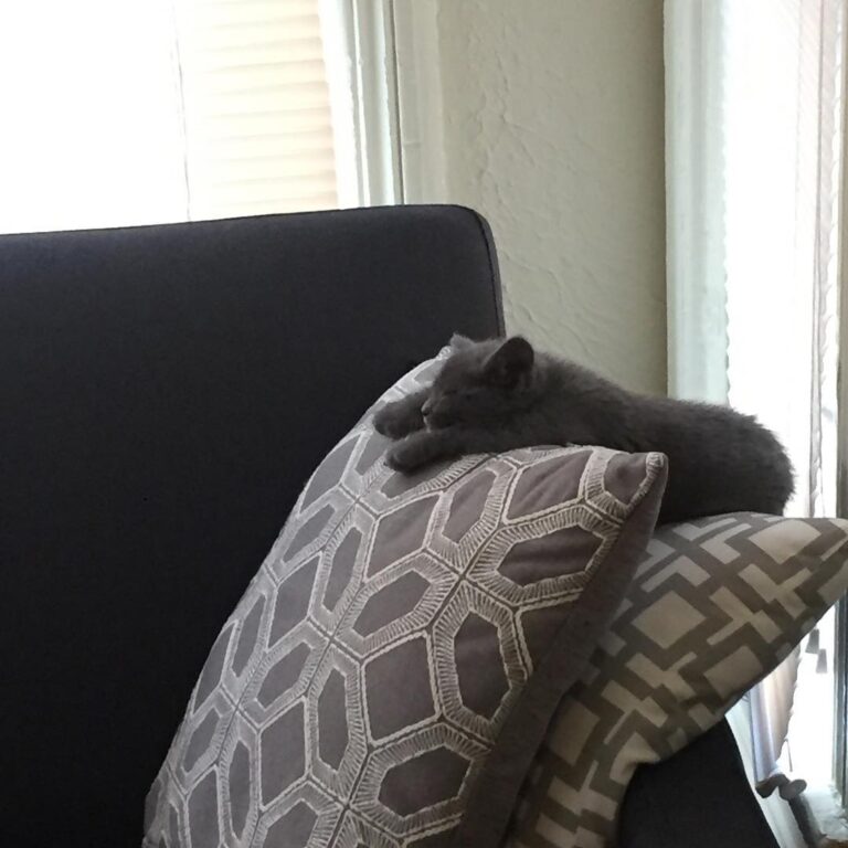 Saturday Caturday