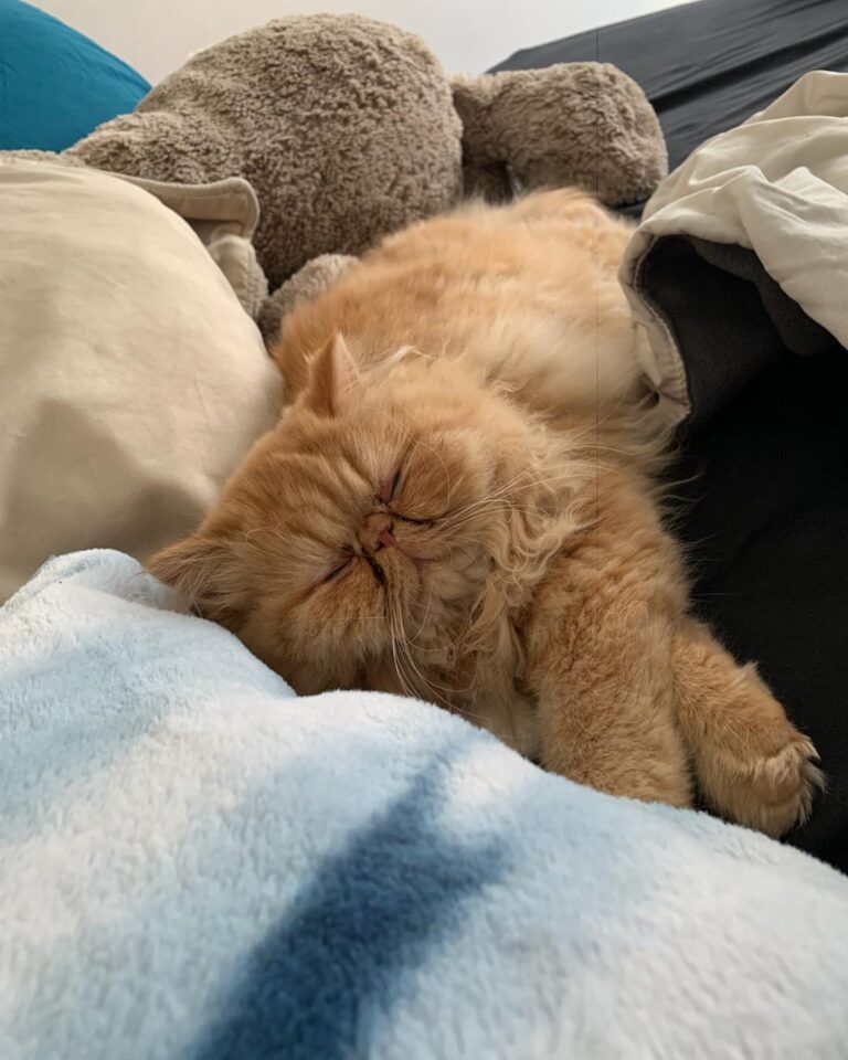 Saturday is for sleep in don’t you agree?!!! And mommy’s bunny is so