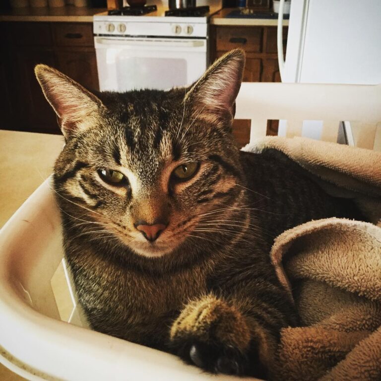 Saturday is laundry day, my job is to control the basket!