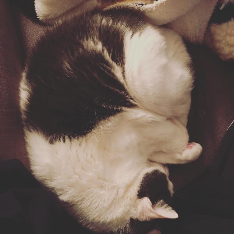 Saturday naps