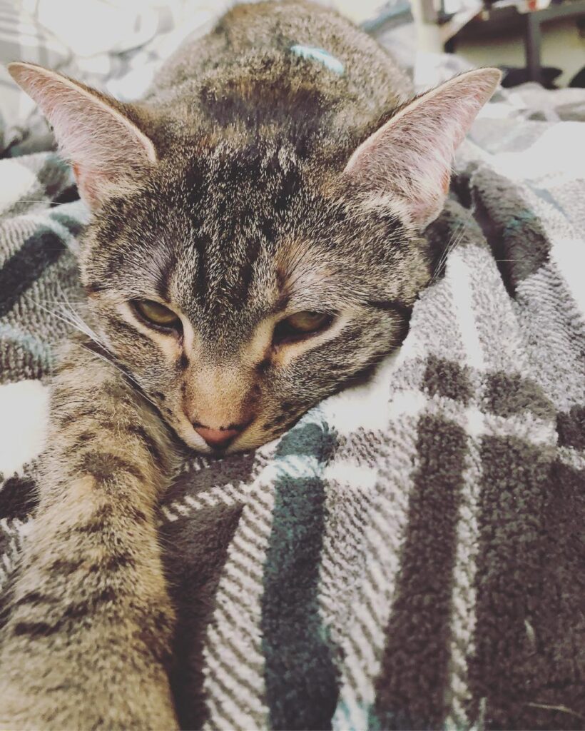 Selfie Caturday.