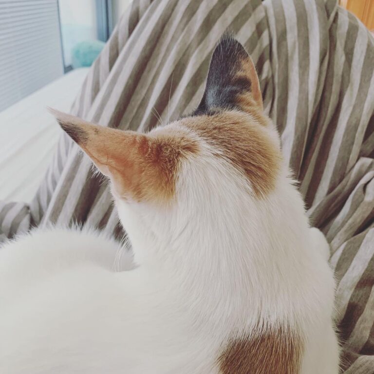 She loves sleeping on my belly . . . . . . . . . . .