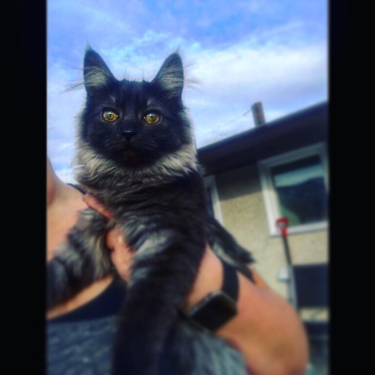 She’s literally the craziest kitten I’ve had but do I ever love her