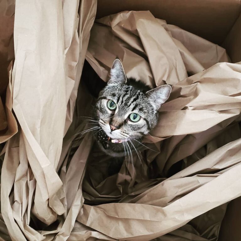 Sims loves when comes, he’ll spend hours in these boxes playing with