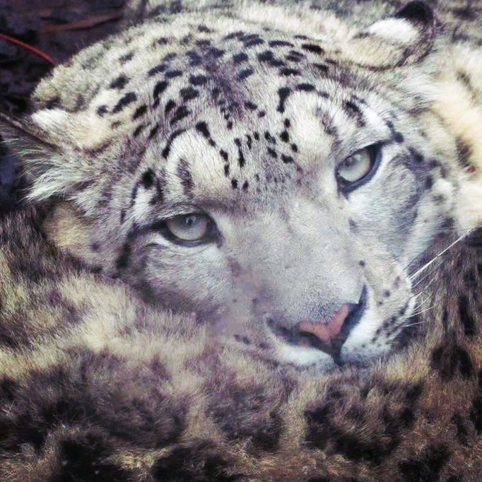 Snow Leopard