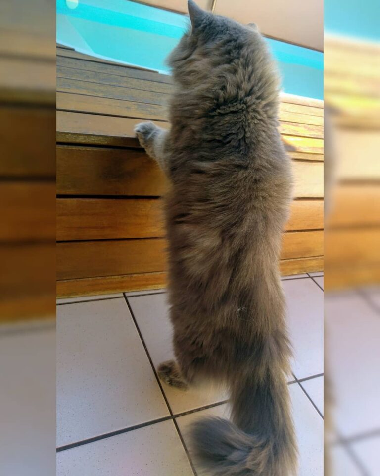 Só uma espiadinha