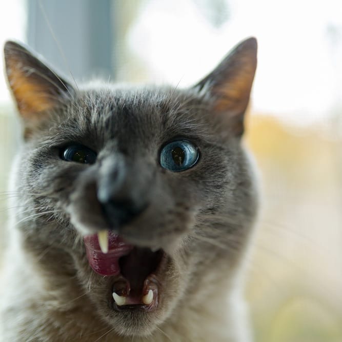 Something goes wrong lol…. Who love this kitty? . . .