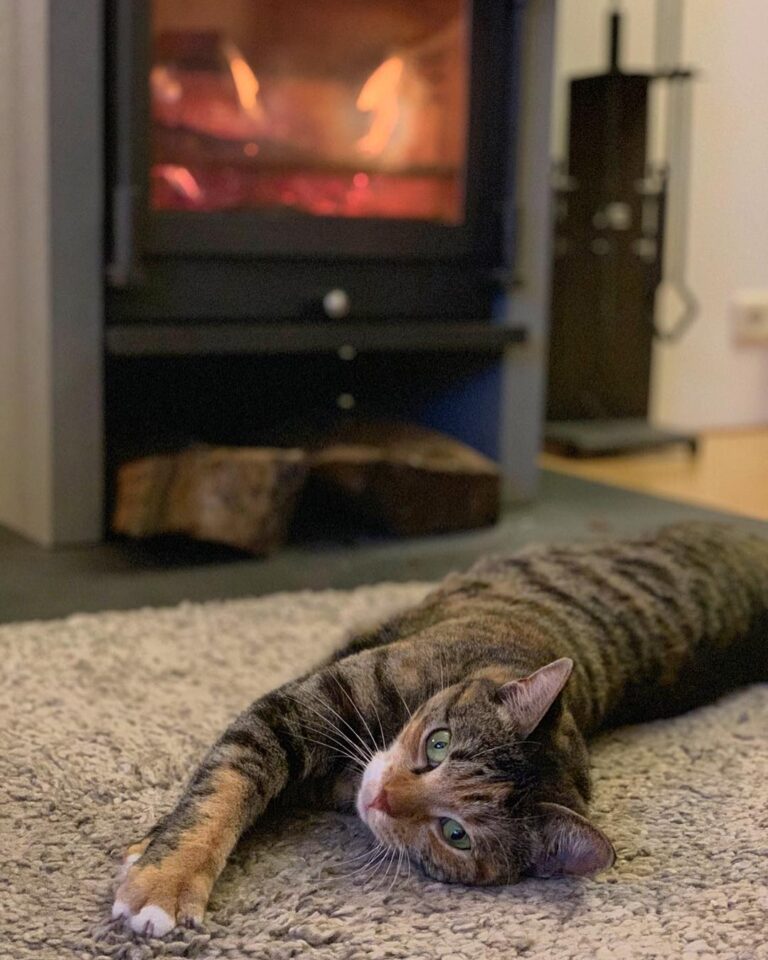 The best way to spend caturday evening.