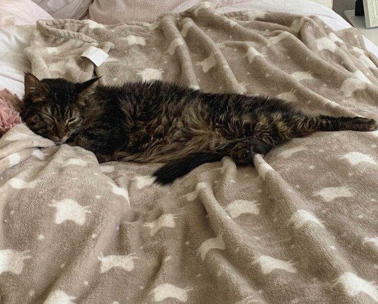 There’s nothing like an afternoon cat nap