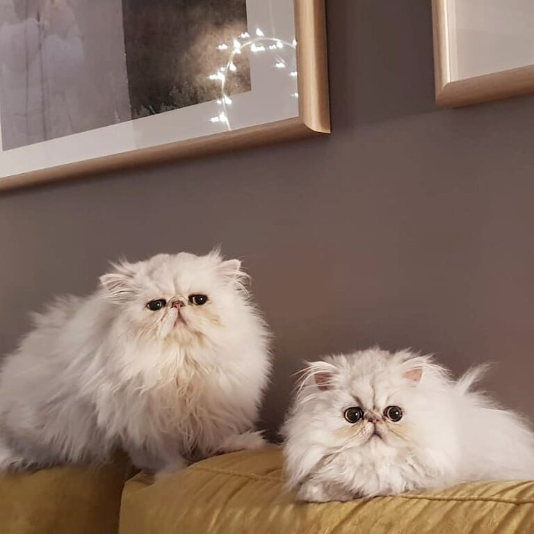 These two are waiting for the Three Kings tonight Www.narfcattery.com