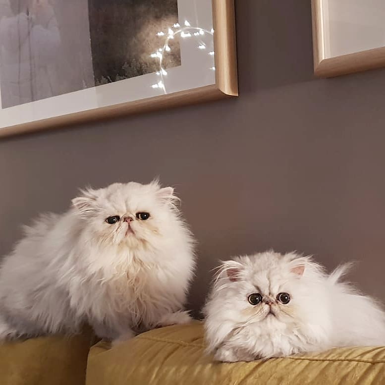 These two are waiting for the Three Kings tonight Www.narfcattery.com