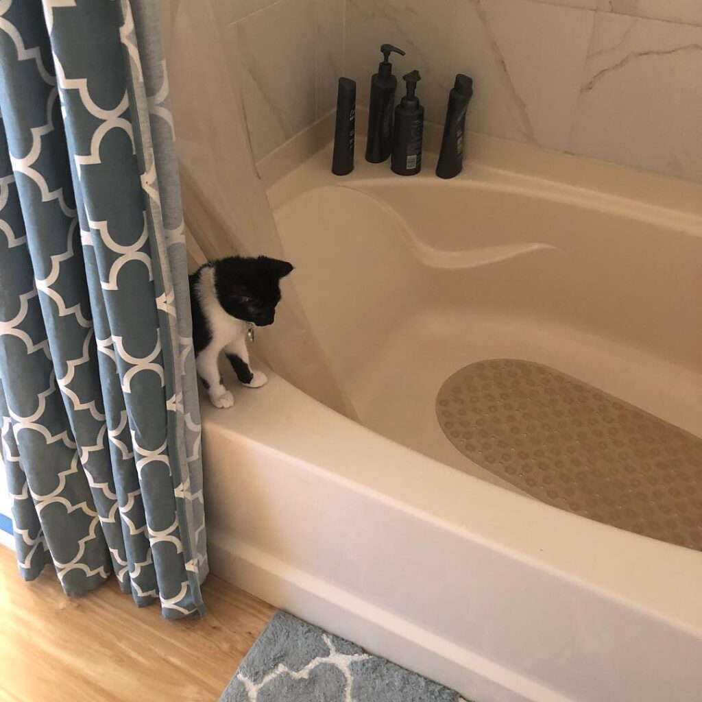 This is where Felix now hangs out when you take a shower