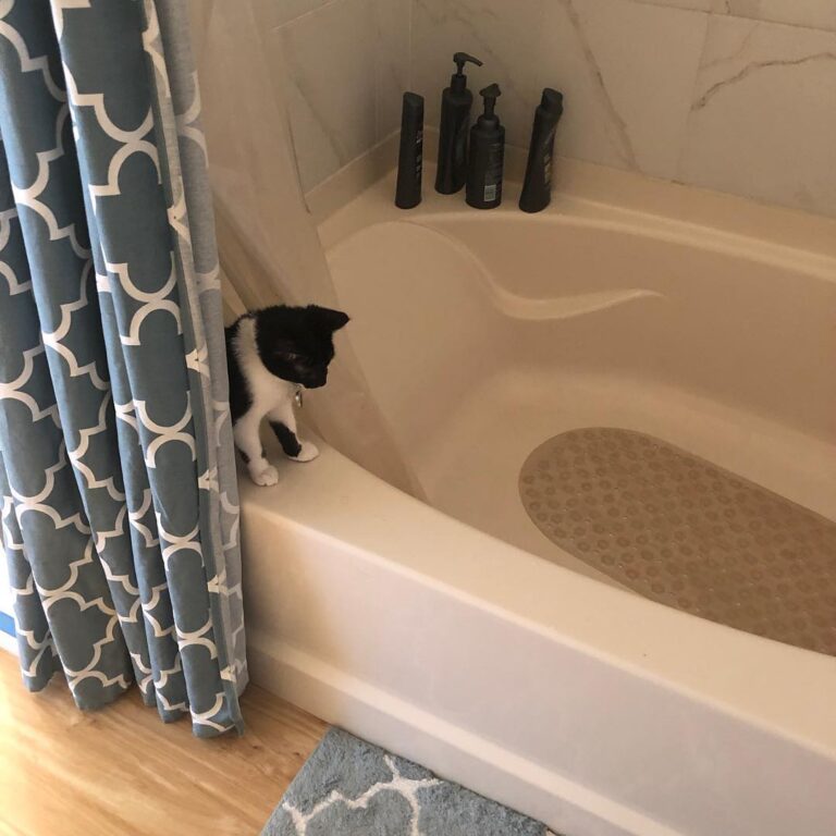 This is where Felix now hangs out when you take a shower