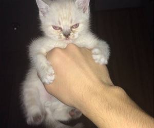 FunnyCatSite