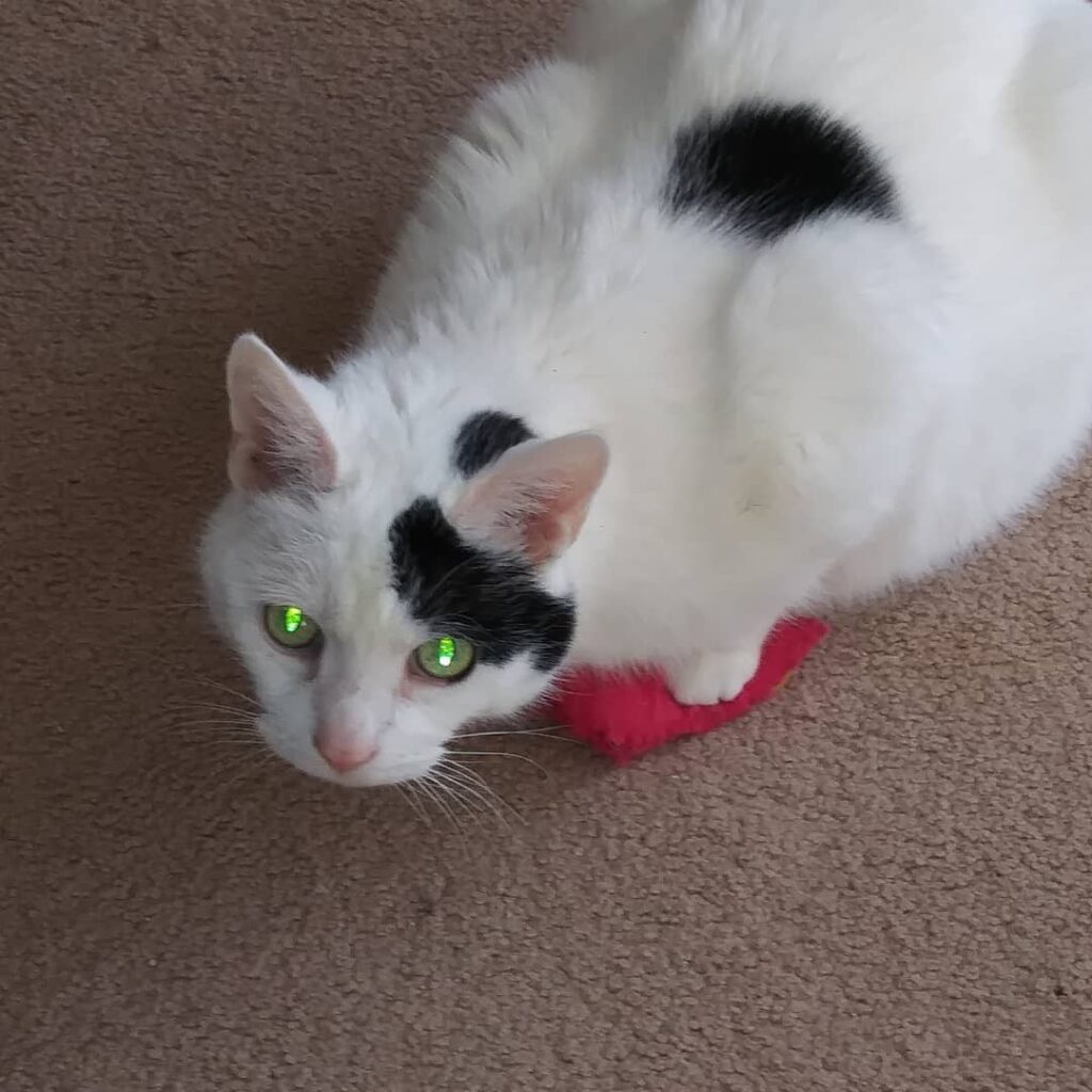 Thomas Cat still enjoying his catnip kitty from his human sister.
