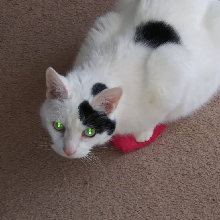 Thomas Cat still enjoying his catnip kitty from his human sister.