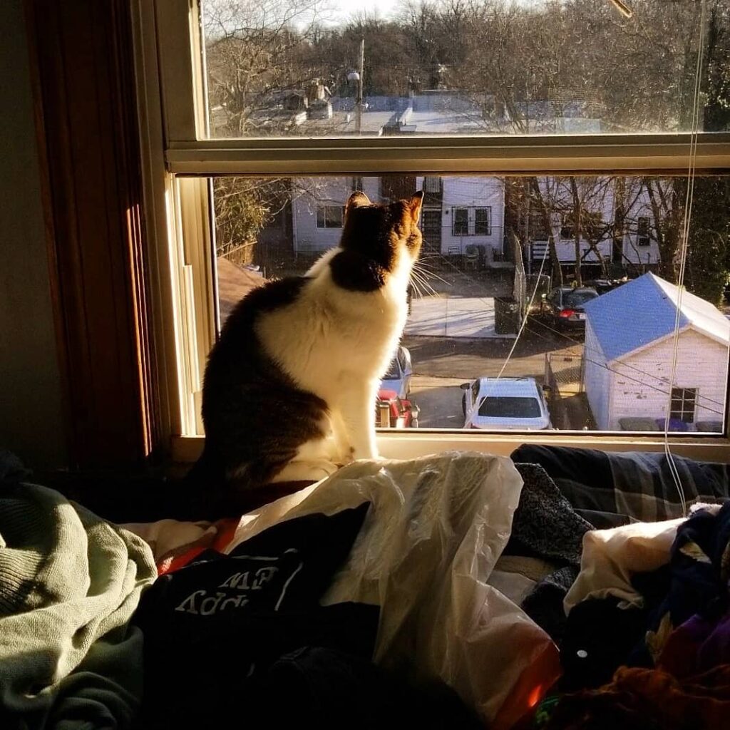 Trying to post my work more. So have a cat in a window.
