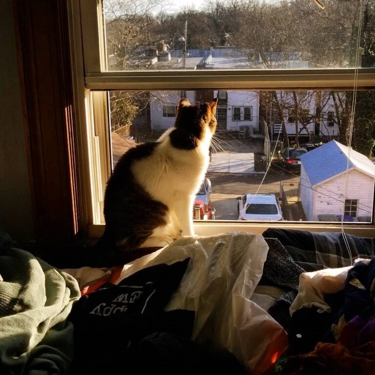 Trying to post my work more. So have a cat in a window.