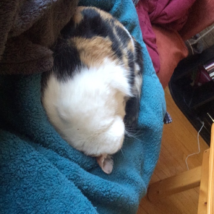 Ugh, puddles of kitty EVERYWHERE.
