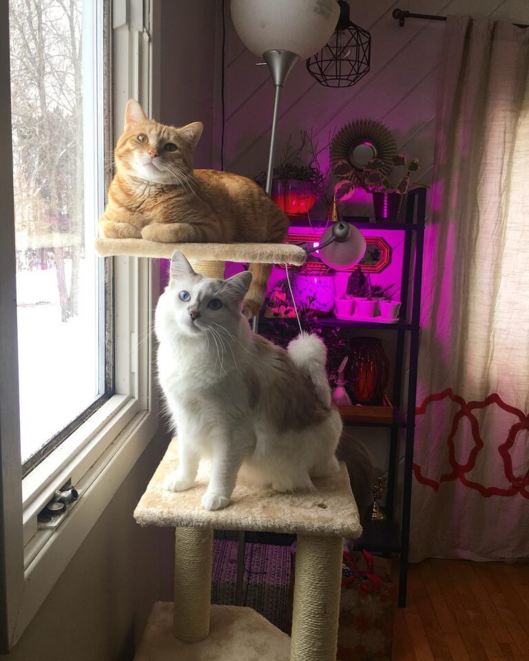 We purchased a cat tree. I think it’s going over well with the