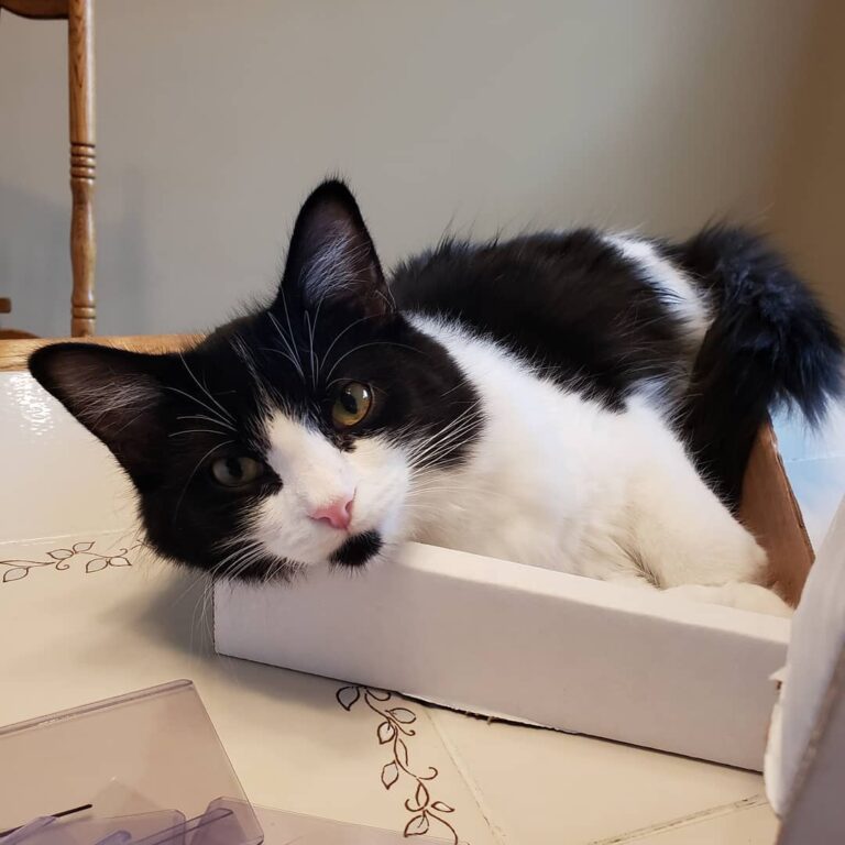 Well a little more about me. I am a CEO of my Cat Dad’s company,