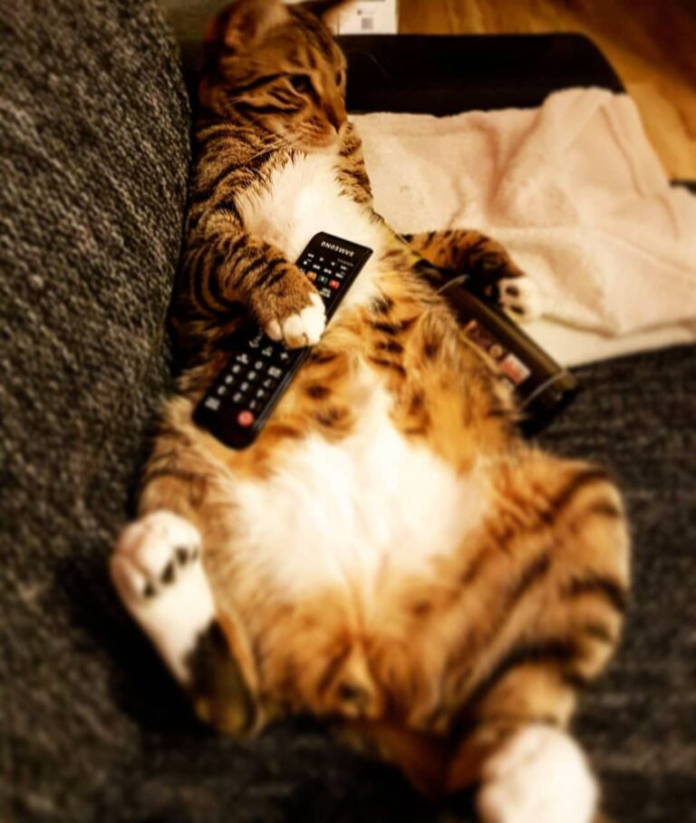 What are you watching in TV today? / was schaut ihr heute so im