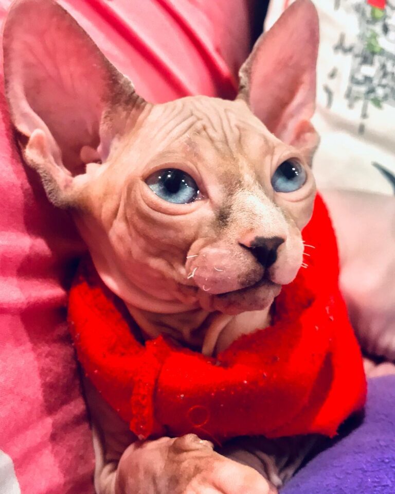 What you mean we should go to vet !!!!