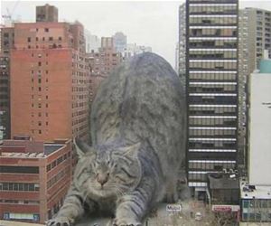 FunnyCatSite