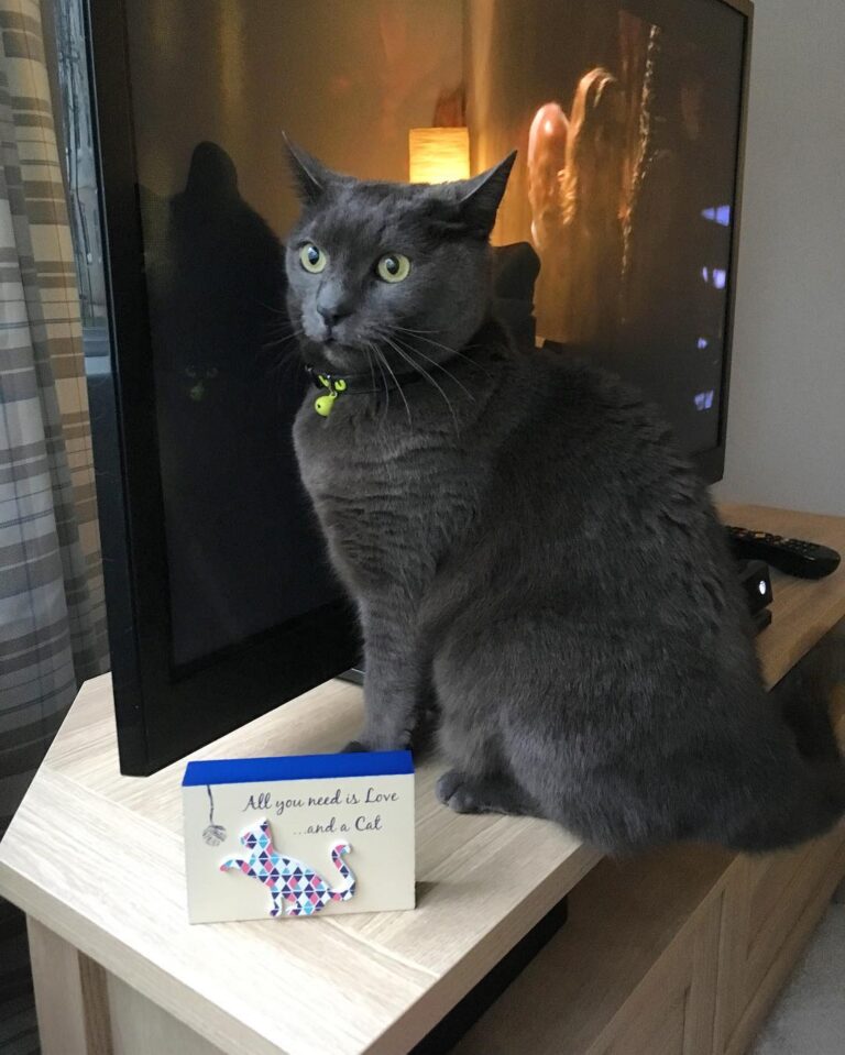 When you jump up at the tv but know you’re not allowed cause you keep