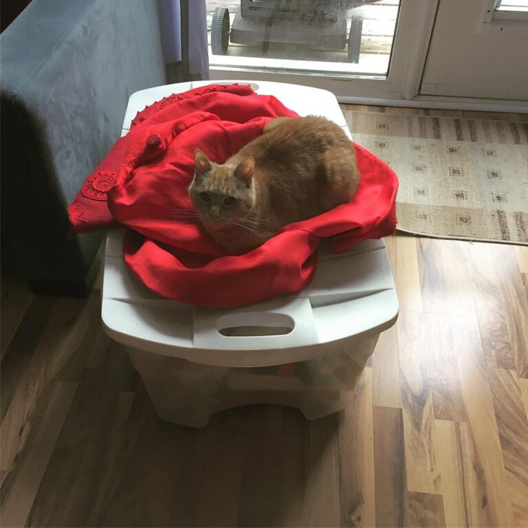 Why did you move the tree skirt? You know that’s where I sit!