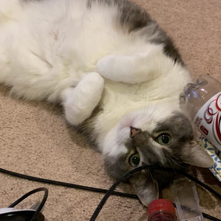 Will you give her tummy tickles for Caturday? Happy Caturday