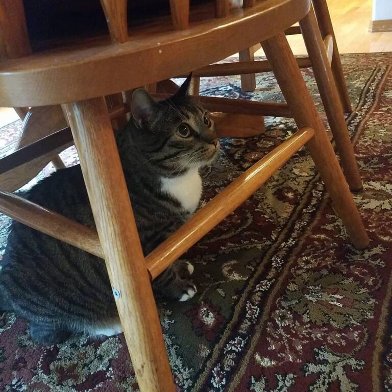Yes, the safest place in the house, is under the chair.