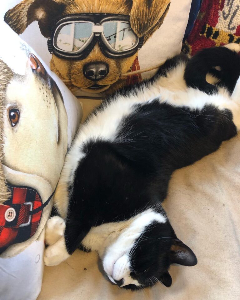 Basil the cat is ready. are you?