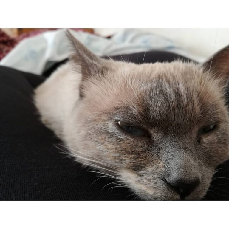 Cute Cat Moment