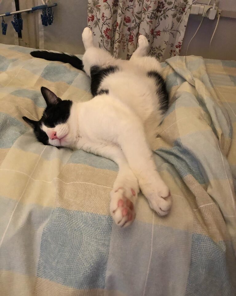 #ねこ部 #냥스타그램