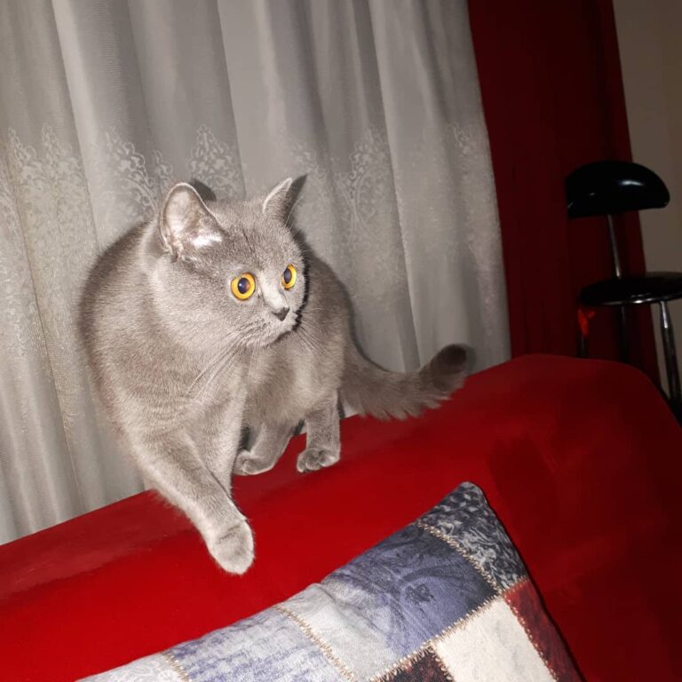 Ürkiye şantaşı