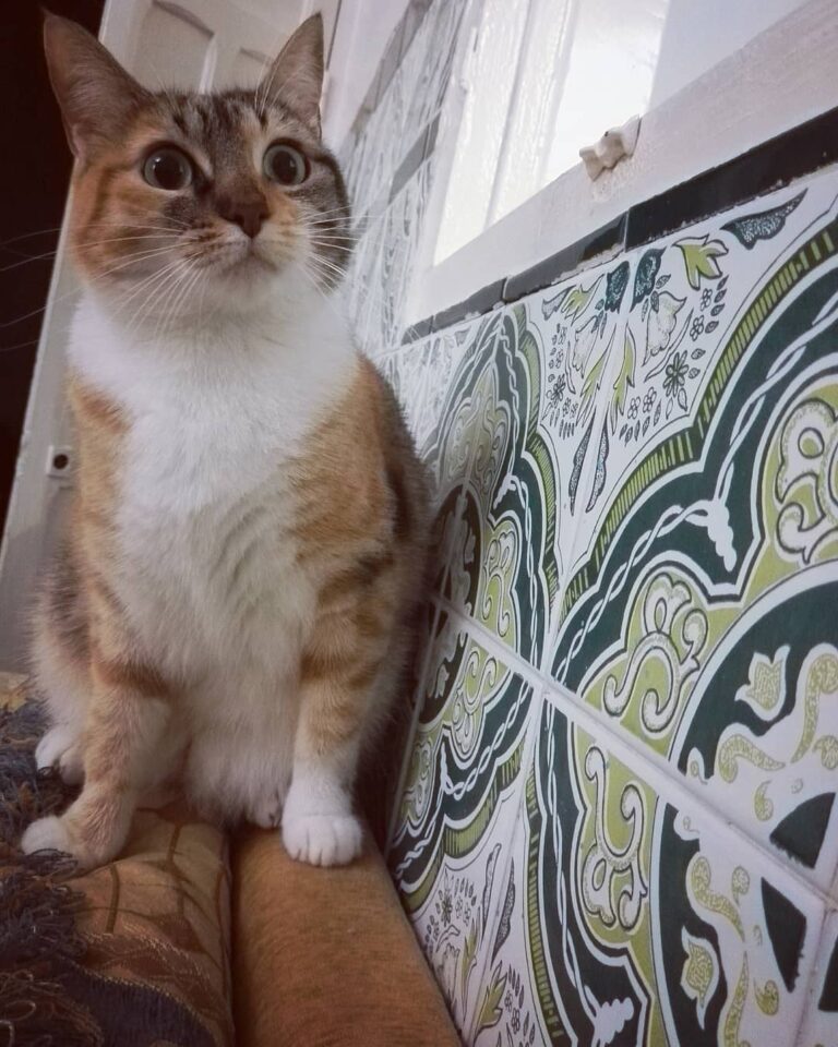 Is that food coming ?
