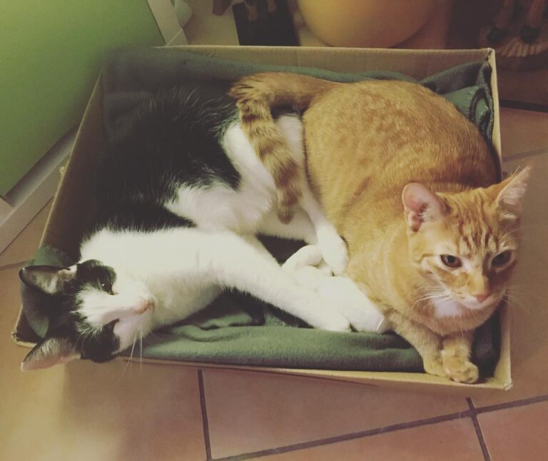 Cute Cat Moment