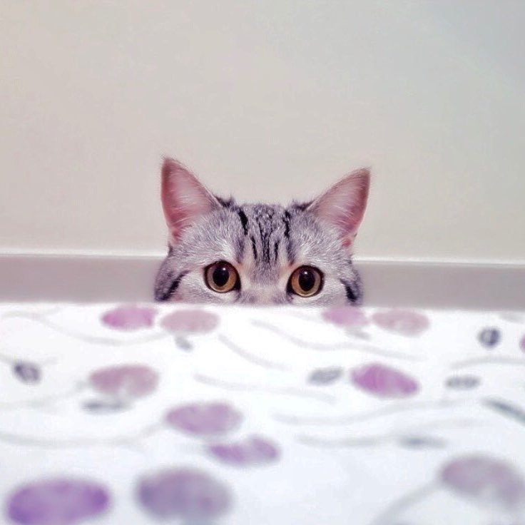Meow 你仲未訓呀 陪我玩丫 . . . . .
