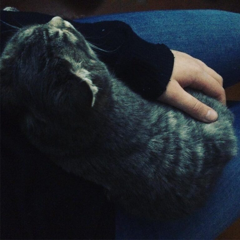 Cute Cat Moment