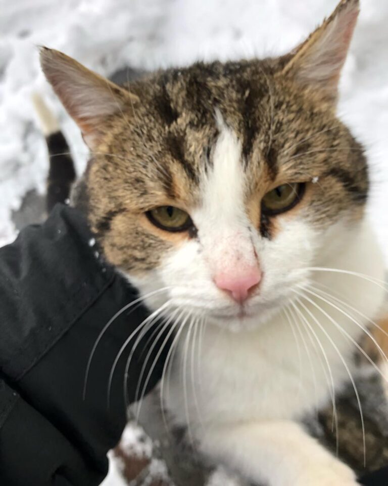 The most aesthetic cat I have • • • •
