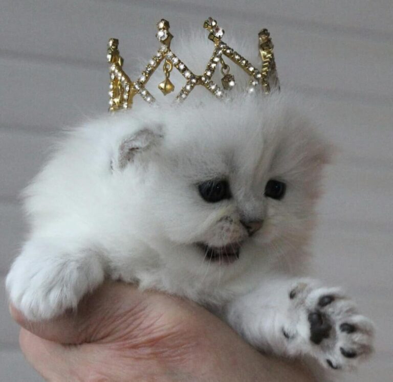 Здравствуйте, Царь! :) У нас есть свободные котята! Телефон, viber,